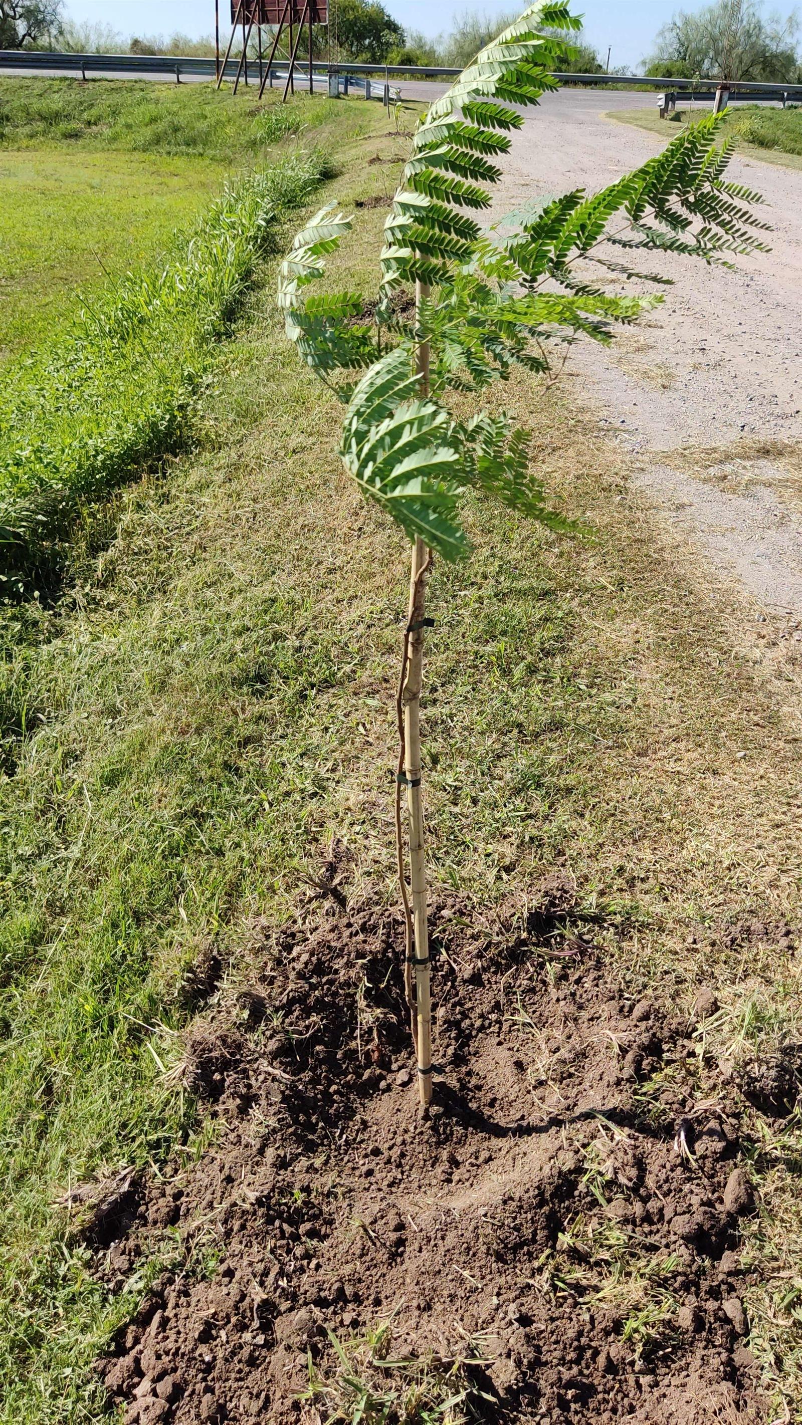 Árbol plantado con NOVA