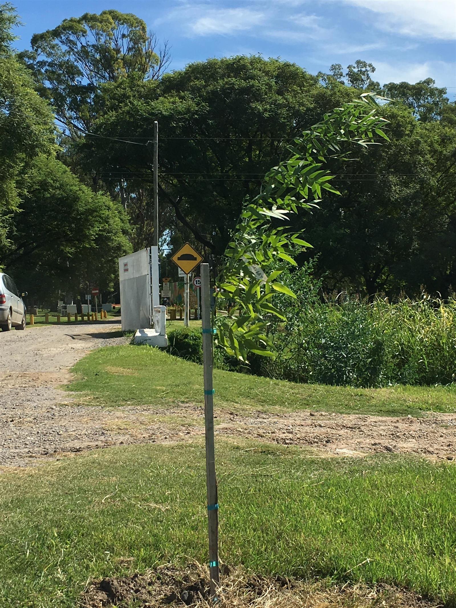 Árbol plantado con NOVA