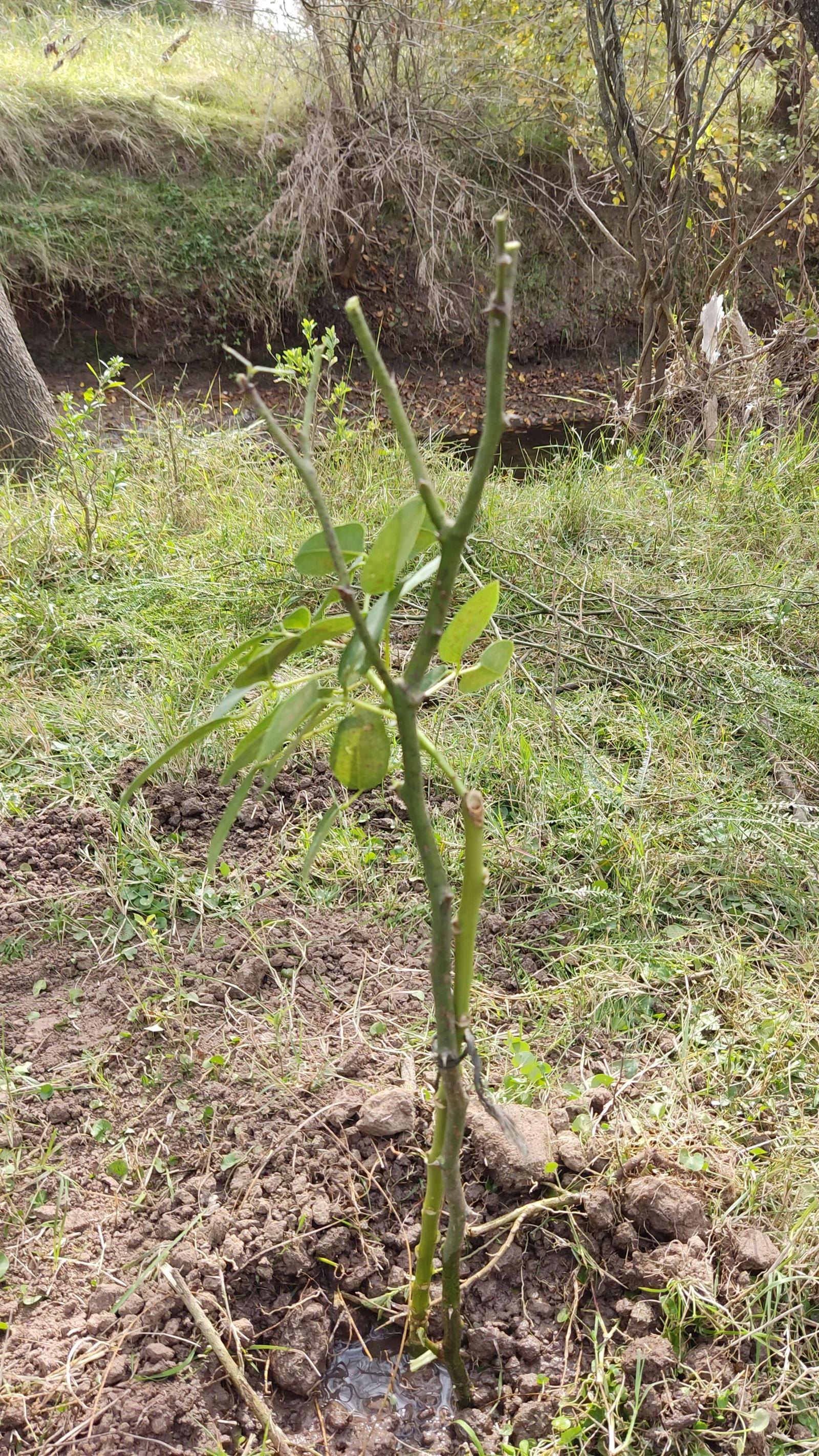 Árbol plantado con NOVA