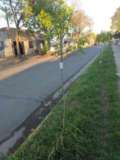 Foto de un árbol del proyecto