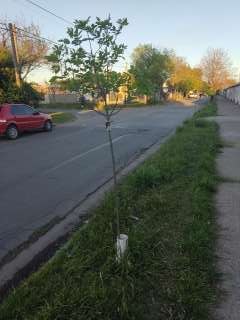 Foto de un árbol del proyecto