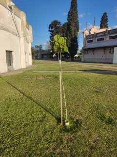 Foto de un árbol del proyecto