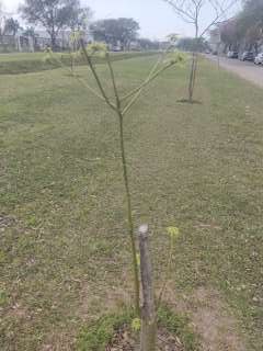 Foto de un árbol del proyecto