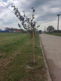 Foto de un árbol del proyecto